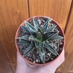 Agáve kráľovská (Agave victoriae-reginae) -výška 5cm,Ø 10cm kont. P11